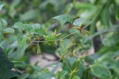 Dioscorea oppositifolia